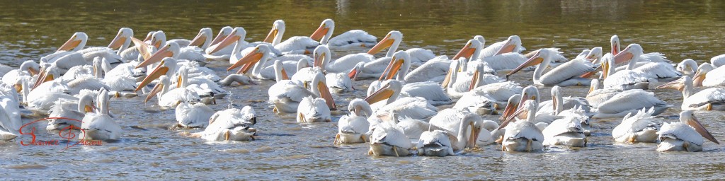 Flock feeding quietly at CONWR.