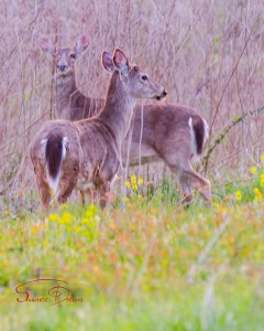 Peaceful Meadow