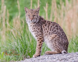 Bobcat