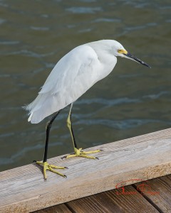 Boardwalk egret