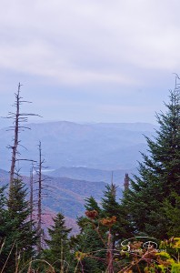 View from Clingmans Dome Trail