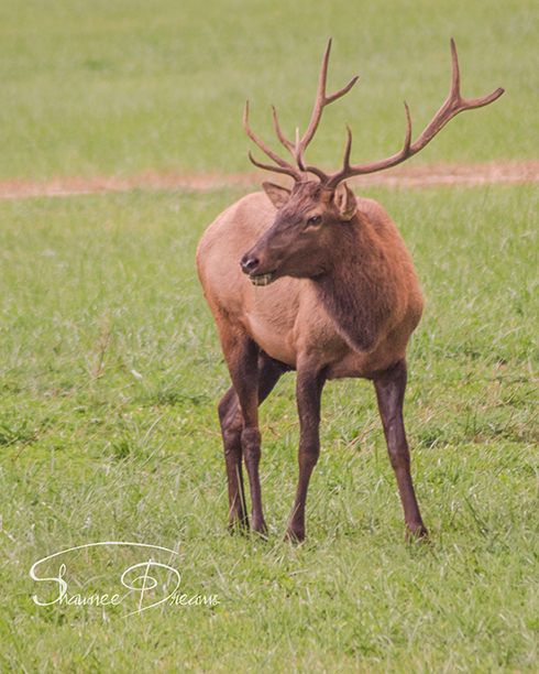 Cataloochee Valley