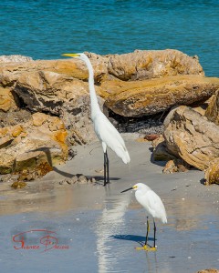 Big and little bird