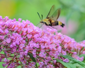 Snowberry Clearwing Hummingbird Moth