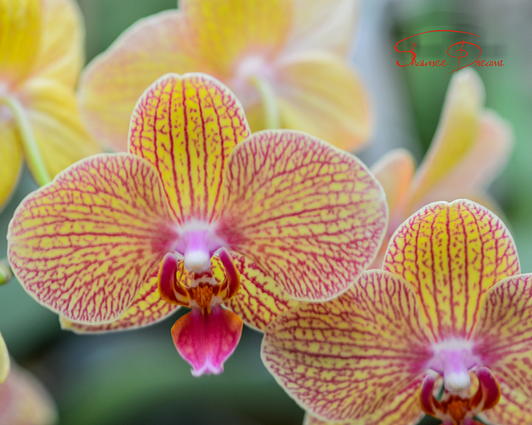 Phalaenopsis hybrid  orchid