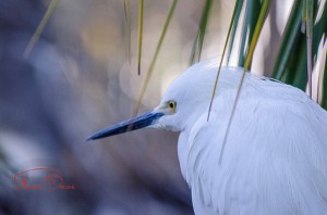 Egret In The Trees