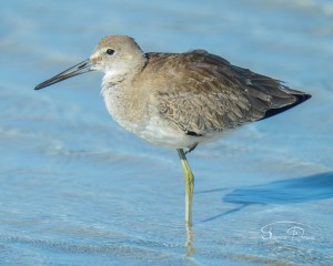 Resting in the shallows