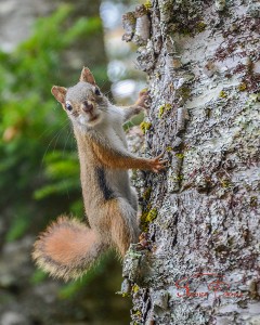 Chipmunk chattering