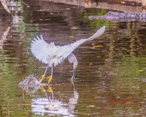 Tickling the water