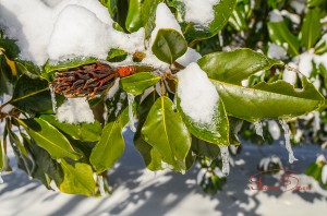 Icicles hanging from Magnolia leaves and seed pod