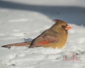 Female Cardinal