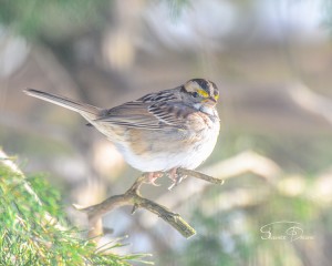 White Throated Sparrow