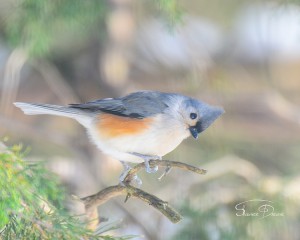 Tufted Titmouse