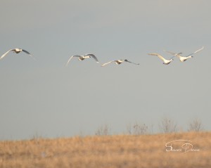 Coming Over The Hill