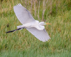 Bird In Flight