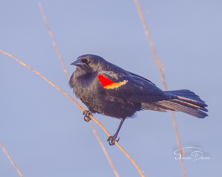 Red Wing Blackbird