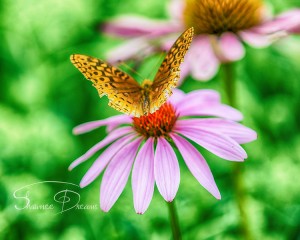 Mystery Butterfly