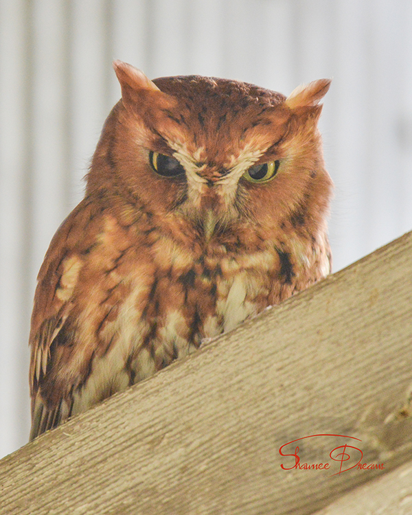 Screech Owl in rafters