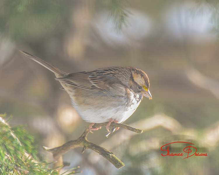 White Throated Sparrow