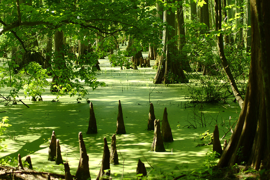 Heron Pond