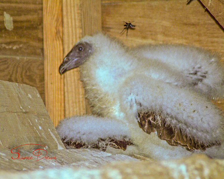 Cute White Fuzzy Baby Bird - Shawnee Dreams Photography and Framing