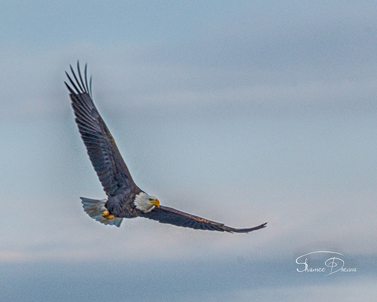 Eagle Soaring HDR