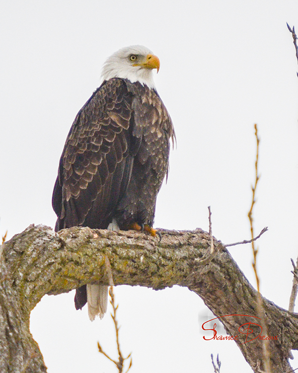 It's Eagle Time