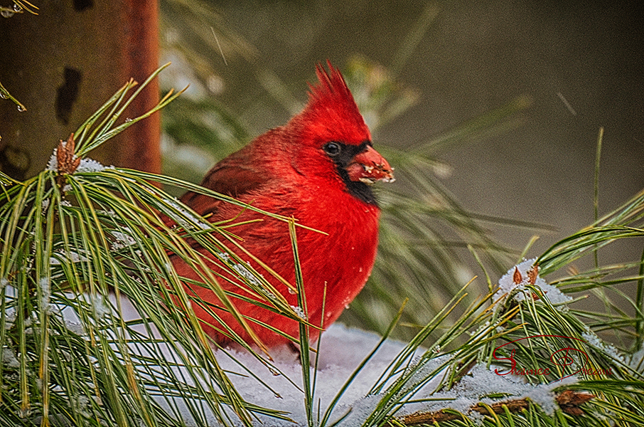 Perched Cardinal