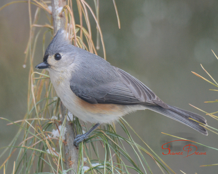 Tufted Titmouse in Christmas tree