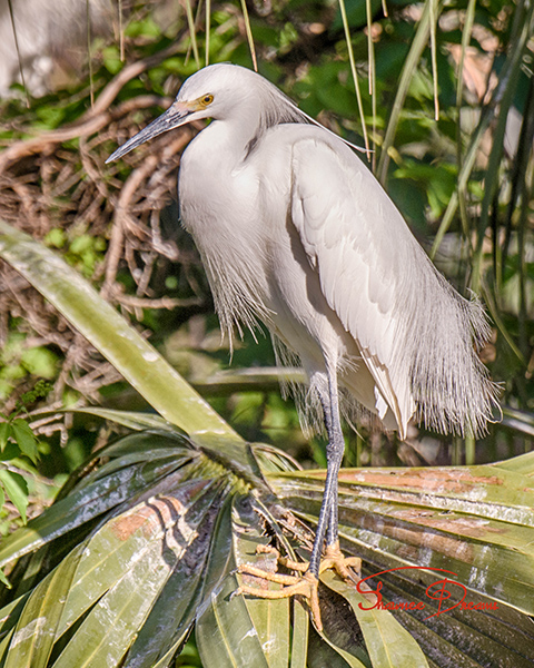 Snowy Egret