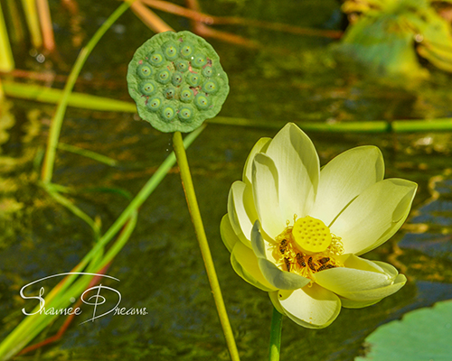 everglade pond lily