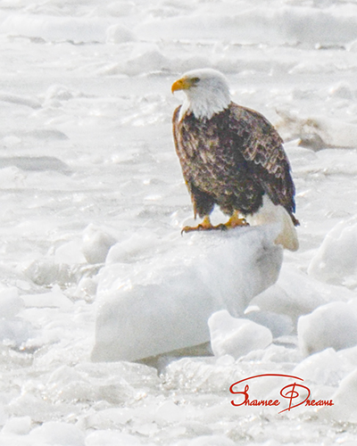 Bird On Ice