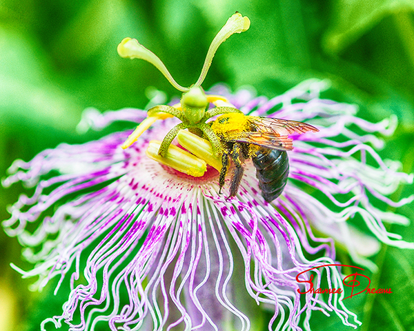 Passion Flower