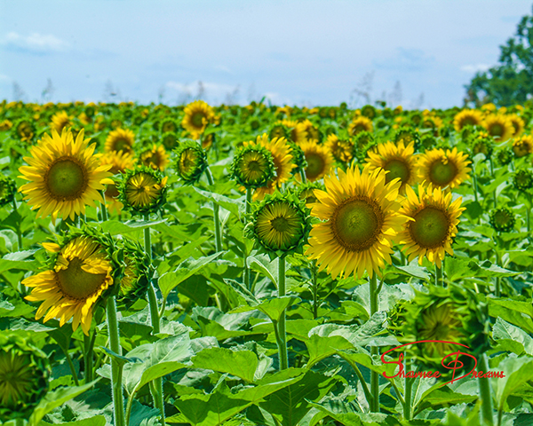 Sunflower Field