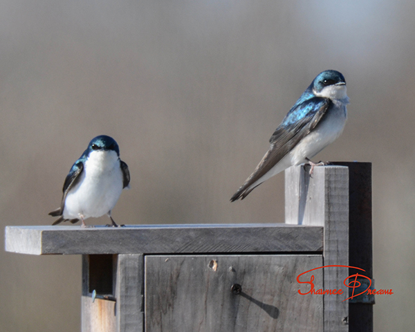 Tree Swallow