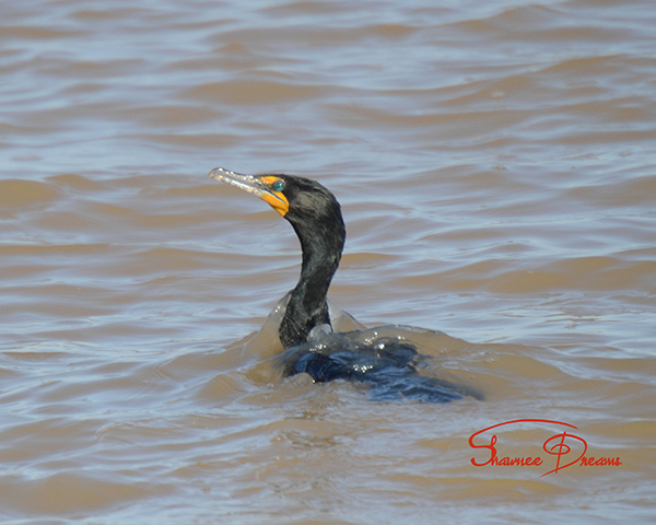 DOouble Crested COrmorant