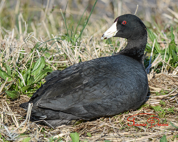 American Coot