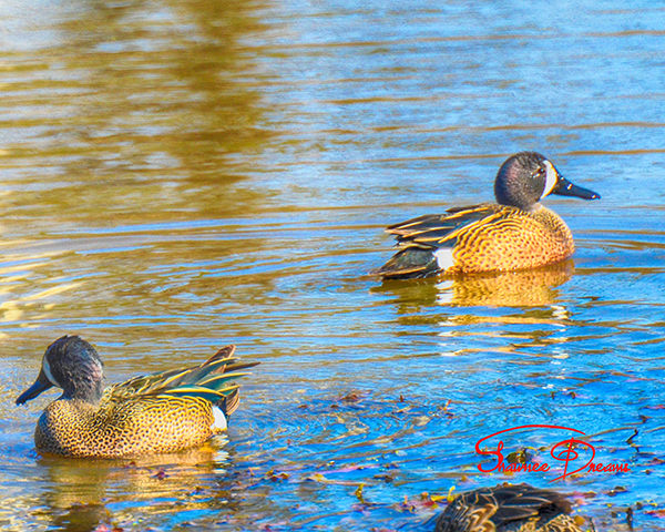 Blue-winged Teal (Anas discors)