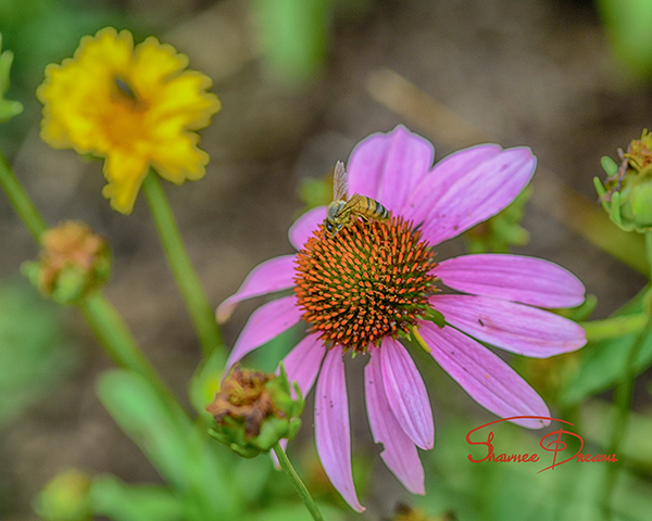 southern Illinois photographer