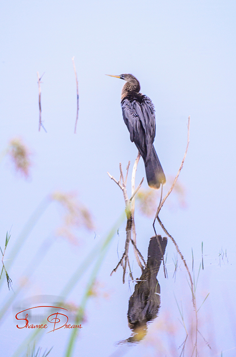 Anhinga