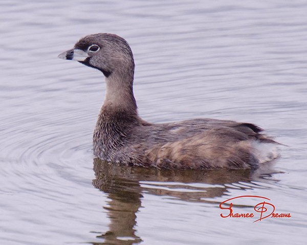 Pied-billed Grebe