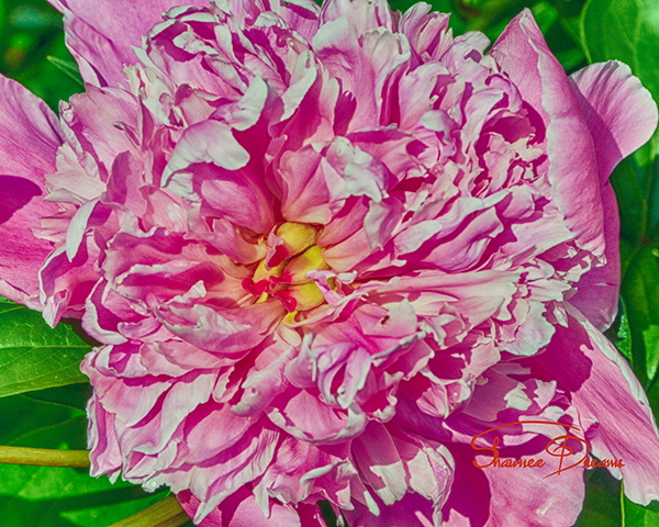 peony