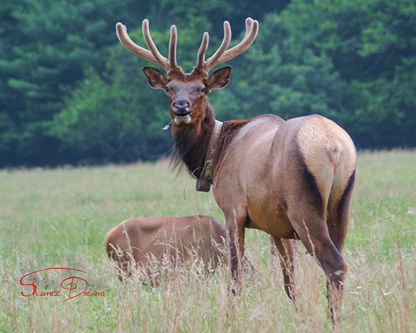 Elk Attitude