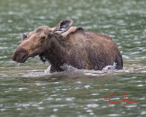 moose shaking off water