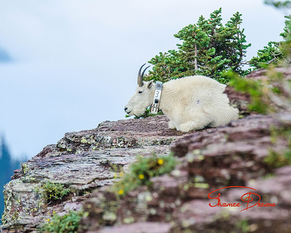 collared Mountain Goat