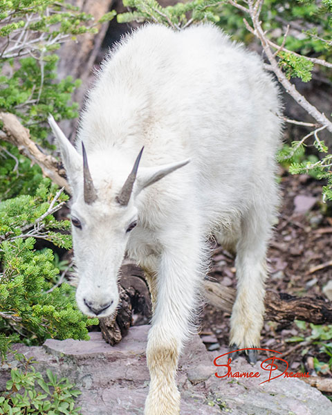 Mountain Goat Kid