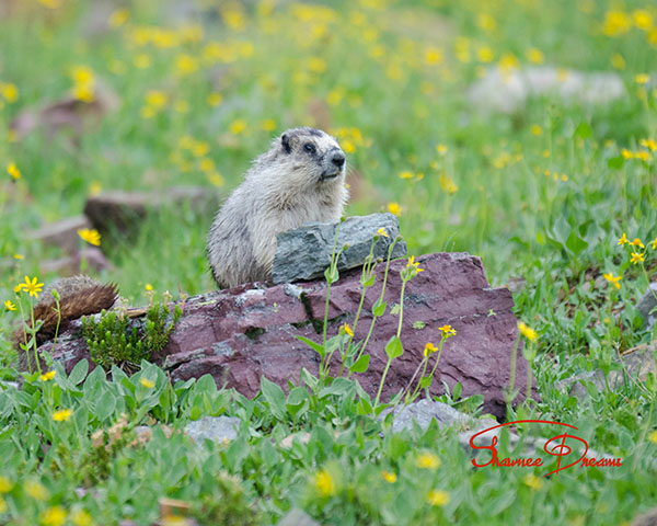 hoary marmot