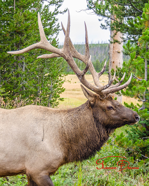 Massive Rack