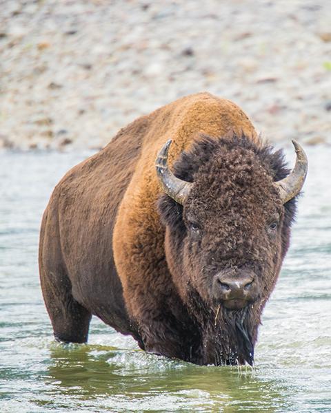 Bison Crossing