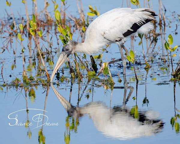 Wood Stork Reflection